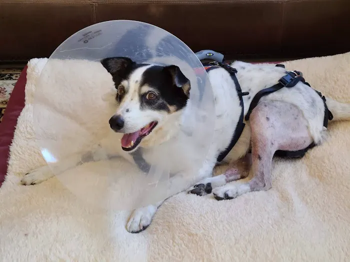 Las Vegas Veterinary Specialty Center 3