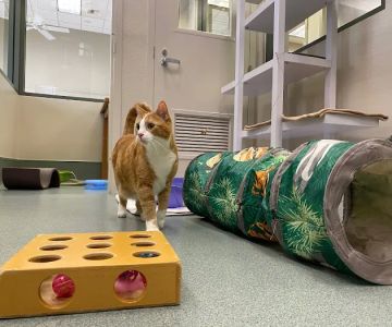 All About Cats Veterinary Hospital