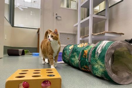 All About Cats Veterinary Hospital