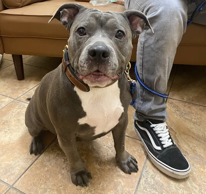 Companion Animal Hospital 12