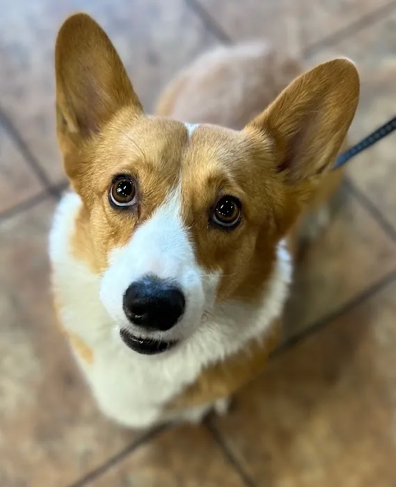 Companion Animal Hospital 12