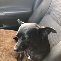 West Russell Animal Hospital ico