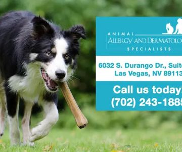 Animal Allergy & Dermatology Specialists