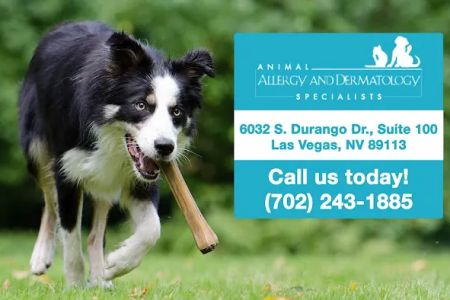 Animal Allergy & Dermatology Specialists