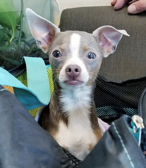 Durango Animal Hospital 7