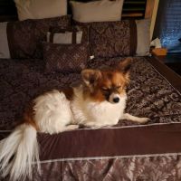 Siena Animal Hospital ico