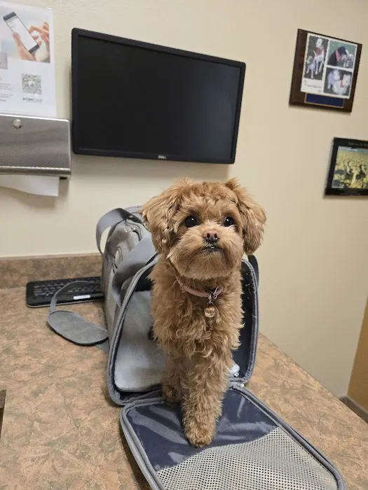 Siena Animal Hospital 3