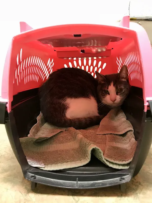 Siena Animal Hospital 7