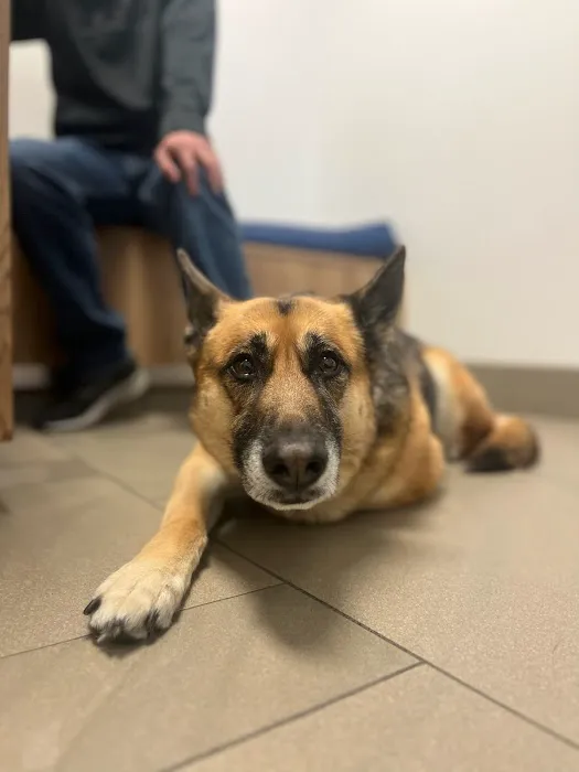 Pet Health Animal Hospital 2