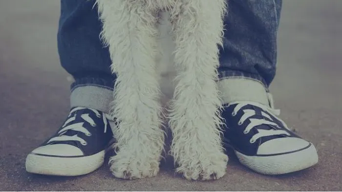 Pet Health Animal Hospital 1