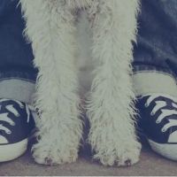 Pet Health Animal Hospital ico