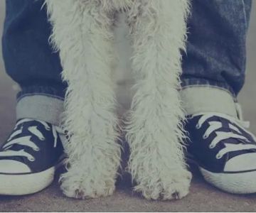 Pet Health Animal Hospital