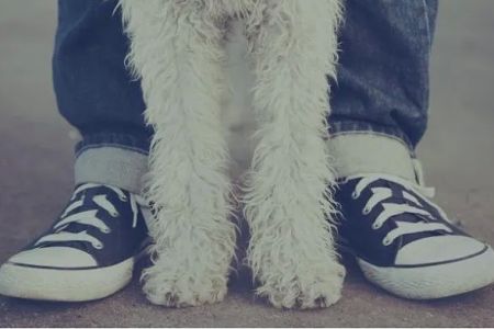 Pet Health Animal Hospital