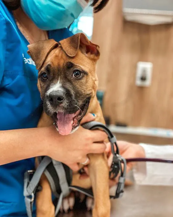 Pet Health Animal Hospital 4