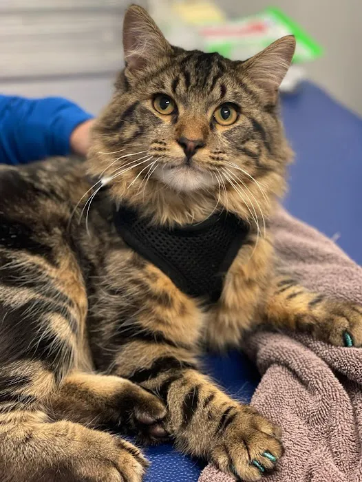 Pet Health Animal Hospital 7