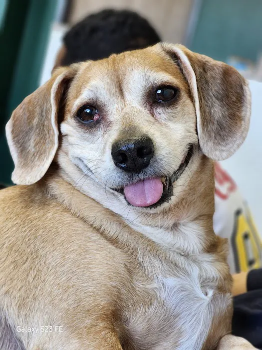 All American Animal Hospital 5
