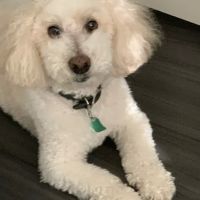 All American Animal Hospital ico