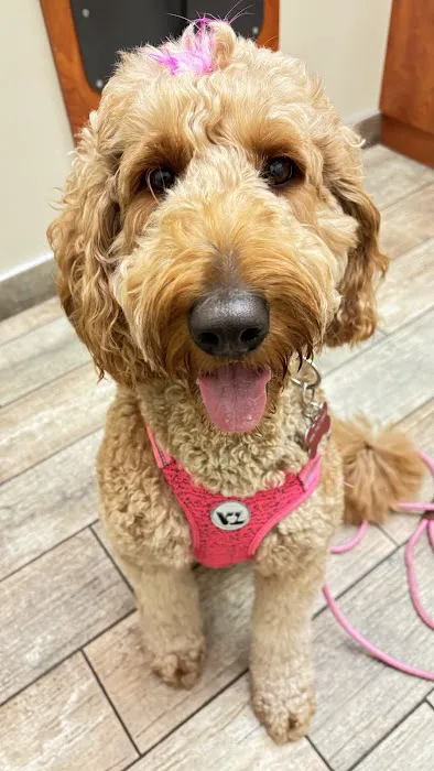 Jax Vets Affordable Animal Hospital at Baymeadows 12