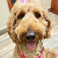 Jax Vets Affordable Animal Hospital at Baymeadows ico
