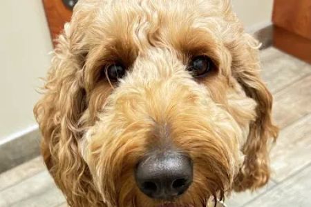 Jax Vets Affordable Animal Hospital at Baymeadows
