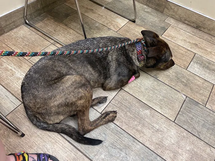Jax Vets Affordable Animal Hospital at Baymeadows 12