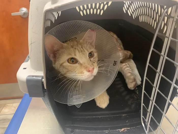 Jax Vets Affordable Animal Hospital at Baymeadows 12
