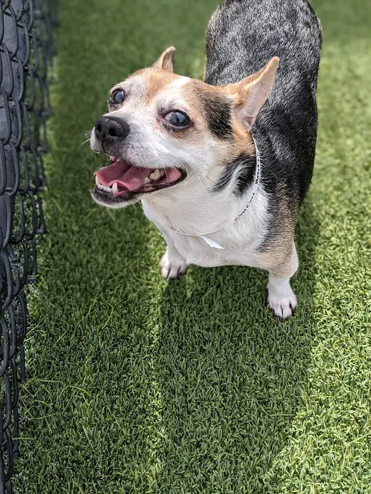Jax Vets Affordable Animal Hospital at Baymeadows 12