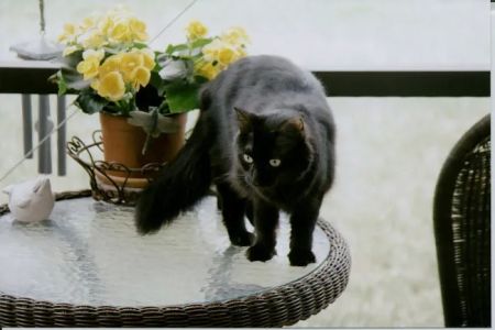 Animal Care At Twin Lakes Center
