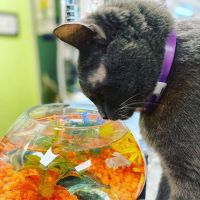 Deerwood Animal Clinic ico