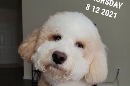 Banfield Pet Hospital