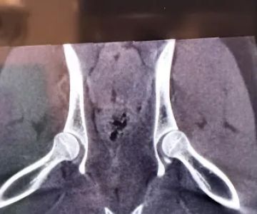 Jax Horizon Vet Imaging