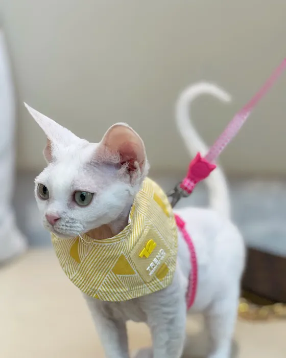 Small Door Veterinary - Williamsburg 12