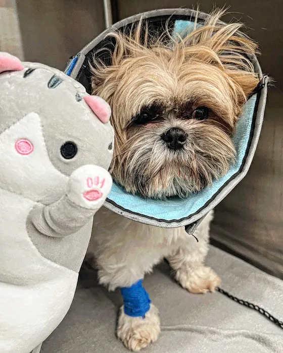Small Door Veterinary - Williamsburg 12