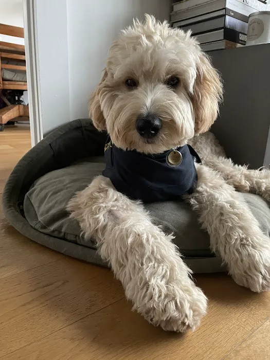 Small Door Veterinary - Williamsburg 12