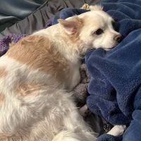 Veterinary Care Group - Williamsburg ico