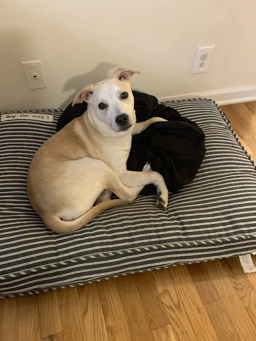 Veterinary Care Group - Williamsburg 12