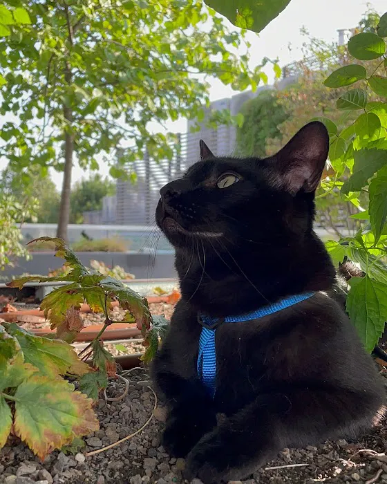 Veterinary Care Group - Williamsburg 12