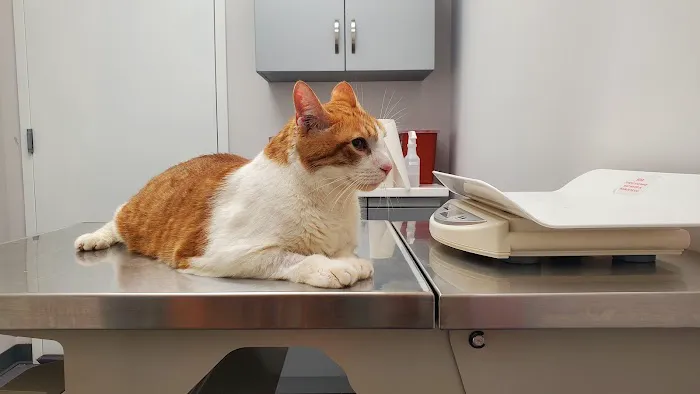 Greenpoint Veterinary Care 1