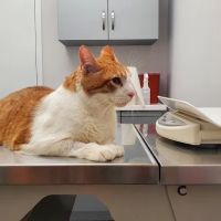 Greenpoint Veterinary Care ico