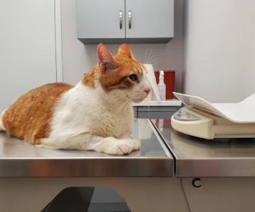 Greenpoint Veterinary Care