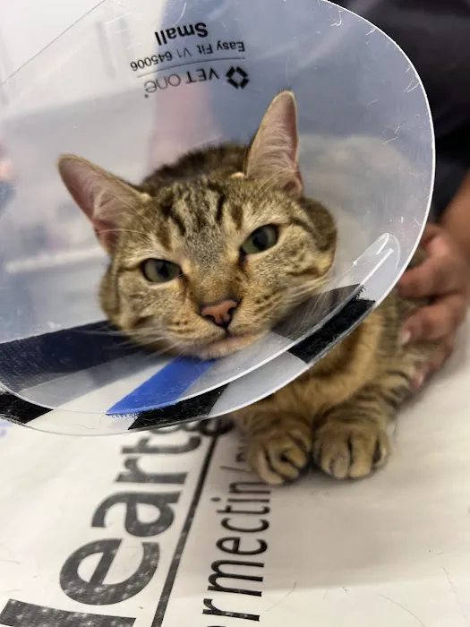 Veterinary Care Group - Greenpoint 1
