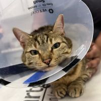 Veterinary Care Group - Greenpoint ico
