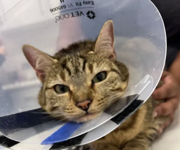 Veterinary Care Group - Greenpoint