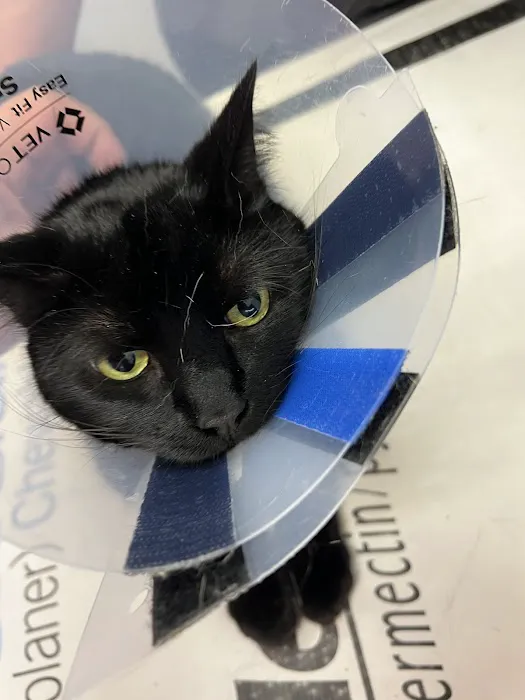 Veterinary Care Group - Greenpoint 2