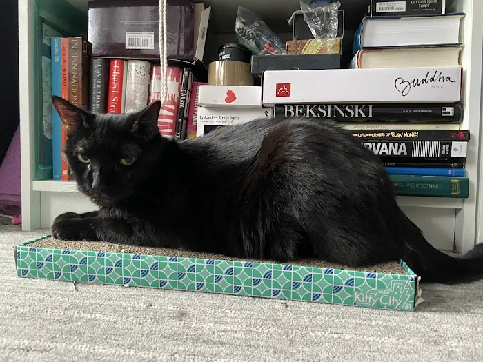 Veterinary Care Group - Greenpoint 6