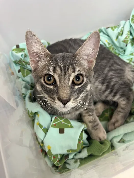 Veterinary Care Group - Greenpoint 7