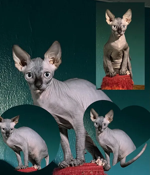 Azzurro cattery 3