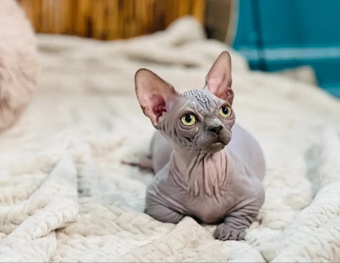 Azzurro cattery 4
