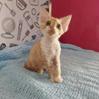Azzurro cattery ico