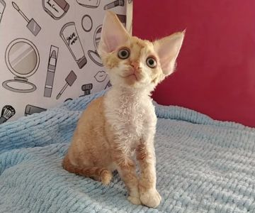 Azzurro cattery